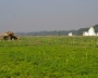 ေျမကြက္ အျမန္ ေရာင္းမည္