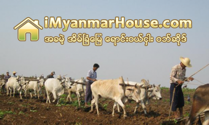 ကန္႔ဘလူ တပ္သိမ္းေျမ ျပႆနာအတြက္ ေတာင္သူမ်ားစြာ အျငင္းပြားဖြယ္ တရားစြဲ၊ ေထာင္ခ်ခံေနရၿပီး ဥပေဒႏွင့္လြဲေခ်ာ္ - Property News in Myanmar from iMyanmarHouse.com