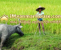 ေျမကြက္ အျမန္ ေရာင္းမည္