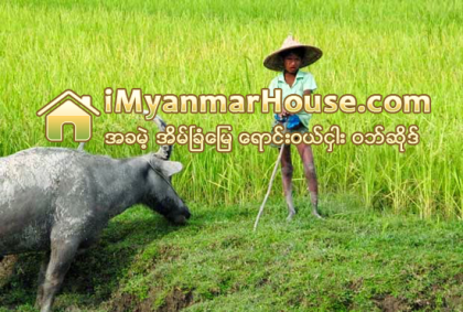 က်ဴးေက်ာ္ မထြန္ယက္ရန္ တားျမစ္ခံထားရသည့္ စားက်က္ေျမမ်ားအေပၚ ဆက္လက္ လယ္ထြန္ေနဆဲ - Property News in Myanmar from iMyanmarHouse.com