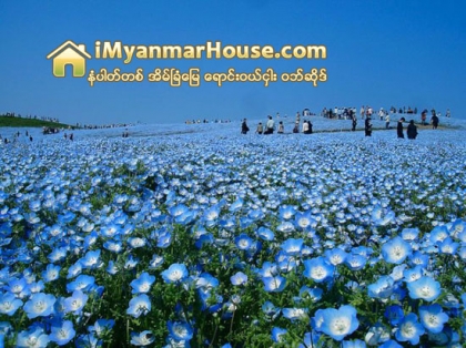 ဂ်ပန္ႏုိင္ငံက ဟီတာခ်ီ ေရာင္စံုပန္းခ်ီကားတစ္ခ်ပ္ႏွယ္ ပန္းဥယ်ာဥ္ - Property News in Myanmar from iMyanmarHouse.com