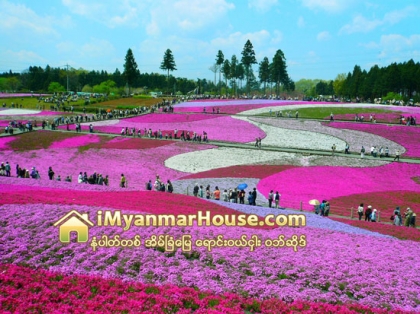 ဂ်ပန္ႏုိင္ငံက ဟီတာခ်ီ ေရာင္စံုပန္းခ်ီကားတစ္ခ်ပ္ႏွယ္ ပန္းဥယ်ာဥ္ - Property News in Myanmar from iMyanmarHouse.com