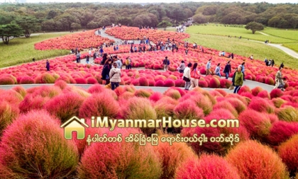 ဂ်ပန္ႏုိင္ငံက ဟီတာခ်ီ ေရာင္စံုပန္းခ်ီကားတစ္ခ်ပ္ႏွယ္ ပန္းဥယ်ာဥ္ - Property News in Myanmar from iMyanmarHouse.com