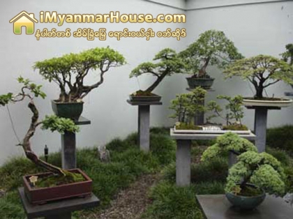 ဘြန္ဆိုင္းပင္နဲ႔ ပန္းျခံအေသးစားေလးေတြ - Property News in Myanmar from iMyanmarHouse.com