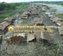 ေျမကြက္ အျမန္ ေရာင္းမည္