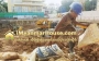 ေျမကြက္ အျမန္ ေရာင္းမည္