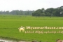 ေျမကြက္ အျမန္ ေရာင္းမည္