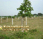 ေျမကြက္ အျမန္ ေရာင္းမည္