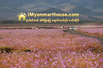 ပန္းေရာင္သန္းသြားတဲ့ သဲကႏၱာရ - Property News in Myanmar from iMyanmarHouse.com