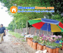 ေျမကြက္ အျမန္ ေရာင္းမည္