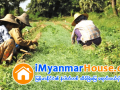ေျမကြက္ အျမန္ ေရာင္းမည္