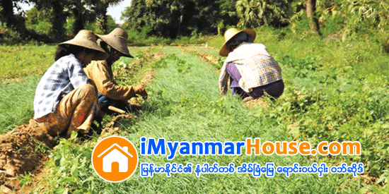 မုံရြာေဒသအတြင္း ေဆာင္းၾကက္သြန္ စိုက္ပ်ဳိးရန္ ေျမငွားရမ္းမႈမ်ားလာ - Property News in Myanmar from iMyanmarHouse.com