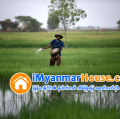 ေျမကြက္ အျမန္ ေရာင္းမည္