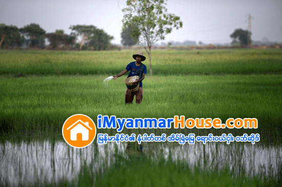 ဧရာ၀တီတိုင္း ေဒသၾကီးတြင္ လယ္သမားမ်ား ေရာင္းခ်သည့္ လယ္ေျမဧက ေလးေသာင္းခန္႔ရိွ - Property News in Myanmar from iMyanmarHouse.com