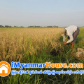 ေျမကြက္ အျမန္ ေရာင္းမည္