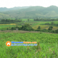 ေျမကြက္ အျမန္ ေရာင္းမည္