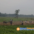 ေျမကြက္ အျမန္ ေရာင္းမည္