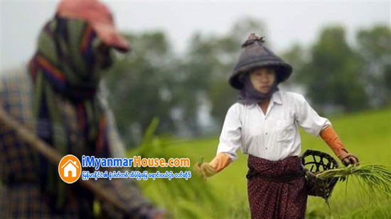 အမ်ိဳးသမီးမ်ား လယ္ယာေျမပိုင္ဆိုင္ခြင့္ ရွိရမည္ - Property News in Myanmar from iMyanmarHouse.com