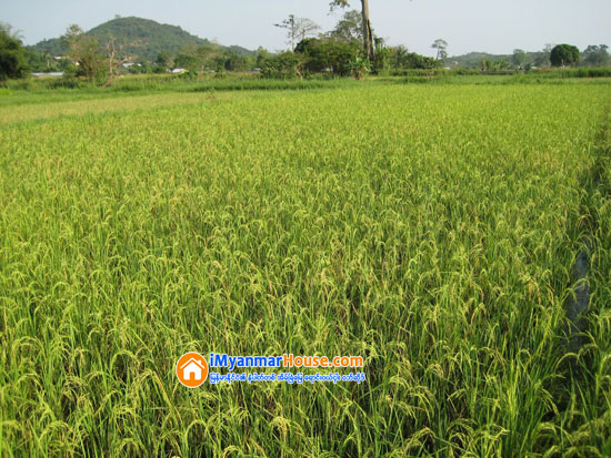လယ္ယာလုပ္ငန္း လုပ္ကိုင္ေနသည့္ သစ္ေတာေျမမ်ားကို လယ္ယာေျမလုပ္ပိုင္ခြင့္ လက္မွတ္ထုတ္ေပးမည္ - Property News in Myanmar from iMyanmarHouse.com