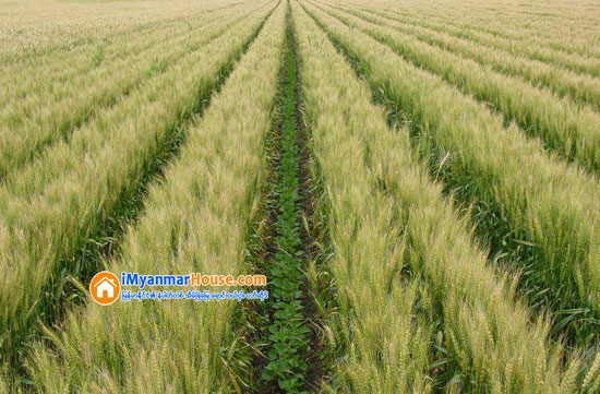 မိုင္းဆတ္၌ လယ္မဲ့ယာမဲ့ျပည္သူမ်ားသို႔ လယ္ယာေျမမ်ားေဖာ္ထုတ္ေပးအပ္ - Property News in Myanmar from iMyanmarHouse.com