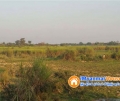 ေျမကြက္ အျမန္ ေရာင္းမည္