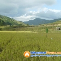 ေျမကြက္ အျမန္ ေရာင္းမည္