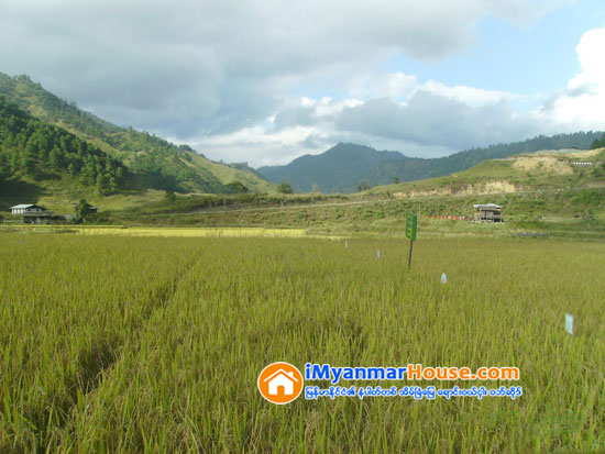 လယ္ယာေျမကို ေရာင္းကုန္တစ္ရပ္အျဖစ္ ထင္မွတ္မွားေနၾကျပီေလာ - Property News in Myanmar from iMyanmarHouse.com