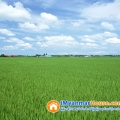 ေျမကြက္ အျမန္ ေရာင္းမည္