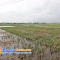 ေျမကြက္ အျမန္ ေရာင္းမည္