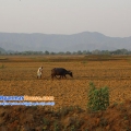 ေျမကြက္ အျမန္ ေရာင္းမည္