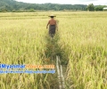 ေျမကြက္ အျမန္ ေရာင္းမည္