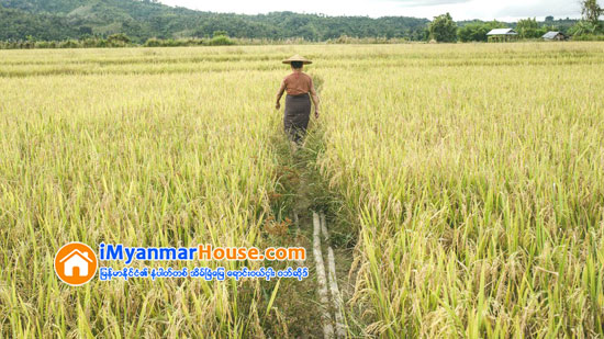 လယ္ယာေျမမ်ား ျပန္လည္မေပးအပ္မီ အမႈမ်ား႐ုပ္သိမ္းေပးရန္ ေတာင္သူမ်ား ေတာင္းဆုိ - Property News in Myanmar from iMyanmarHouse.com