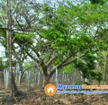 ေျမကြက္ အျမန္ ေရာင္းမည္