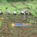 ေျမကြက္ အျမန္ ေရာင္းမည္