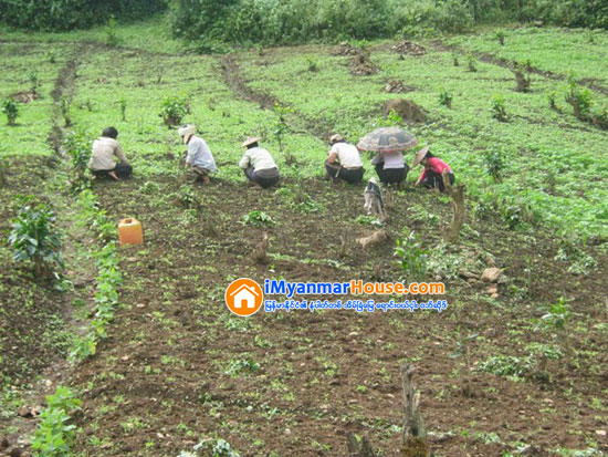 မန္းတိုင္းအတြင္းက သိမ္းဆည္းခံေျမယာအခ်ိဳ႕ ျပန္လည္လႊဲေျပာင္းေပးအပ္ပြဲ က်င္းပမည္ - Property News in Myanmar from iMyanmarHouse.com
