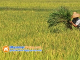 ေျမကြက္ အျမန္ ေရာင္းမည္
