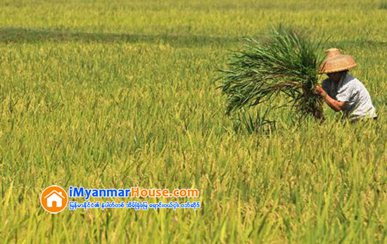 ေတာင္သူေတြထံ ေျမယာ ၆ ေထာင္ေက်ာ္ ျပန္ေပး - Property News in Myanmar from iMyanmarHouse.com