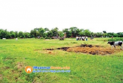 ေျမကြက္ အျမန္ ေရာင္းမည္