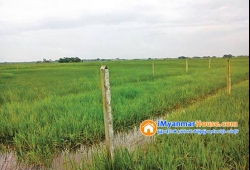 ေျမကြက္ အျမန္ ေရာင္းမည္