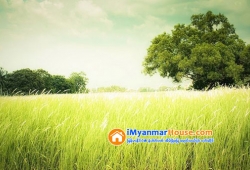 ေျမကြက္ အျမန္ ေရာင္းမည္