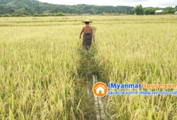 ေျမကြက္ အျမန္ ေရာင္းမည္