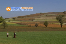 ေျမကြက္ အျမန္ ေရာင္းမည္