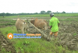 ေျမကြက္ အျမန္ ေရာင္းမည္