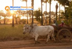 ေျမကြက္ အျမန္ ေရာင္းမည္