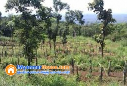 ေျမကြက္ အျမန္ ေရာင္းမည္