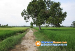 ေျမကြက္ အျမန္ ေရာင္းမည္