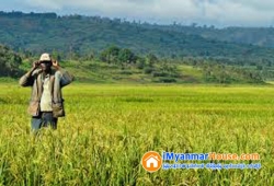 ေျမကြက္ အျမန္ ေရာင္းမည္
