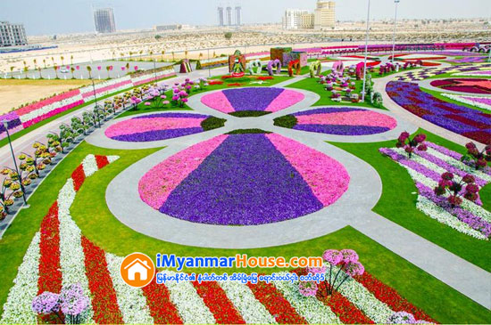 ဒူဘိုင္းရွိ ကမၻာေက်ာ္ Miracle Garden ပန္းျခံၾကီးအတြင္း Emirates A380 ေလယာဥ္ပံုသ႑ာန္ကို ပန္းမ်ားျဖင့္ တည္ေဆာက္ခဲ့ရာ ကမၻာ့အၾကီးမားဆံုး ပန္းအလွျပင္ ဆင္ယင္တည္ေဆာက္မႈဆိုင္ရာ ဂင္းနက္စ္ကမၻာ့စံခ်ိန္ဆု ရရွိ - Property News in Myanmar from iMyanmarHouse.com