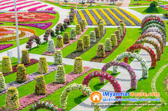 ဒူဘိုင္းရွိ ကမၻာေက်ာ္ Miracle Garden ပန္းျခံၾကီးအတြင္း Emirates A380 ေလယာဥ္ပံုသ႑ာန္ကို ပန္းမ်ားျဖင့္ တည္ေဆာက္ခဲ့ရာ ကမၻာ့အၾကီးမားဆံုး ပန္းအလွျပင္ ဆင္ယင္တည္ေဆာက္မႈဆိုင္ရာ ဂင္းနက္စ္ကမၻာ့စံခ်ိန္ဆု ရရွိ - Property News in Myanmar from iMyanmarHouse.com