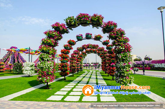 ဒူဘိုင္းရွိ ကမၻာေက်ာ္ Miracle Garden ပန္းျခံၾကီးအတြင္း Emirates A380 ေလယာဥ္ပံုသ႑ာန္ကို ပန္းမ်ားျဖင့္ တည္ေဆာက္ခဲ့ရာ ကမၻာ့အၾကီးမားဆံုး ပန္းအလွျပင္ ဆင္ယင္တည္ေဆာက္မႈဆိုင္ရာ ဂင္းနက္စ္ကမၻာ့စံခ်ိန္ဆု ရရွိ - Property News in Myanmar from iMyanmarHouse.com